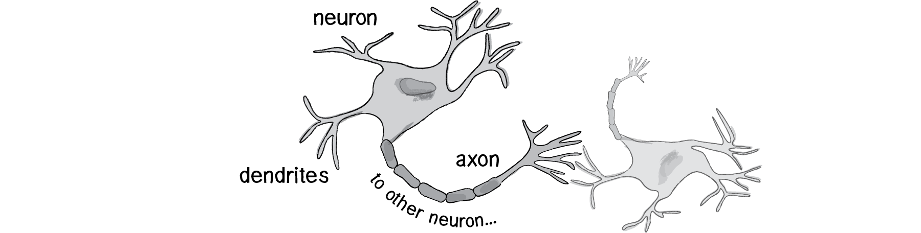 Figure 10. An illustration of a neuron with dendrites and an axon connected to another neuron.