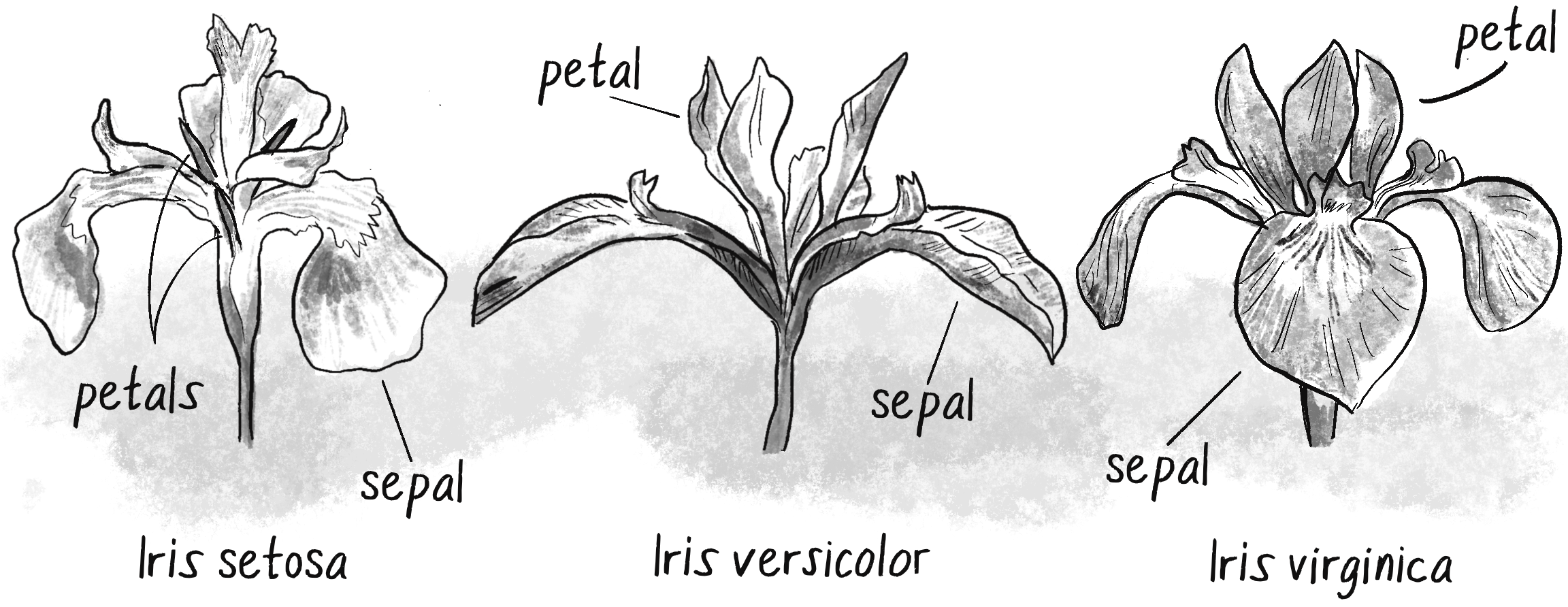 Figure 10.17: Three distinct species of iris flowers